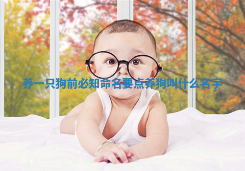 养一只狗前必知命名要点_养狗叫什么名字
